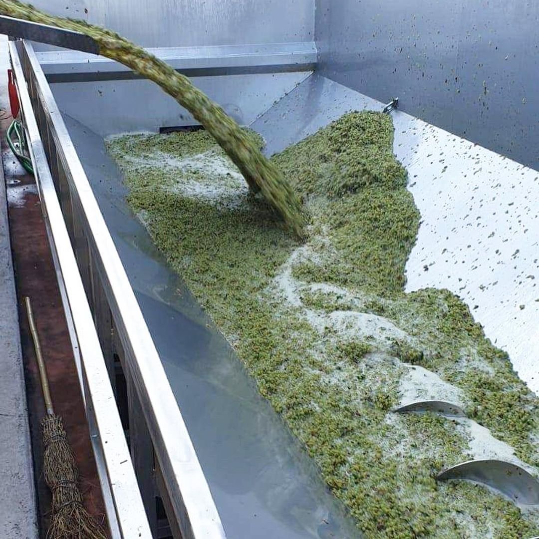 Prodigio Divino tweet media