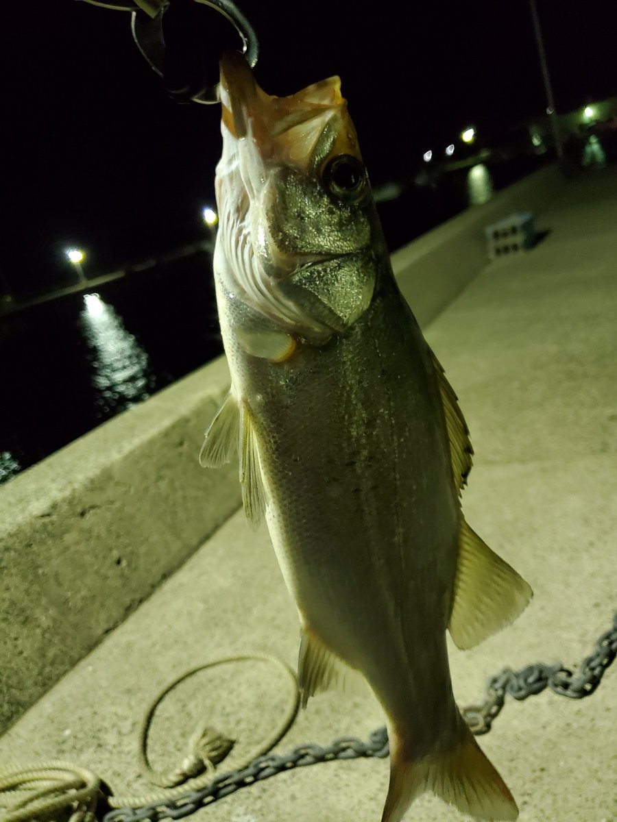 エギングロッドで本当にシーバスは釣れる 兼用で使えるエギングロッドとは 釣りマニア