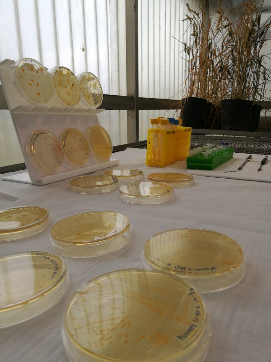 intaCIAP's tweet photo. Desde las 9 horas, el Centro de Investigaciones Agropecuarias de @intaargentina abre sus puertas en #Córdoba a toda la comunidad por la #SemanadelaCiencia. El programa incluye 15 actividades para todas las edades #SemanaCyTARG #INTAconTodos #YoVivielAgro https://t.co/G86zQAtPfN