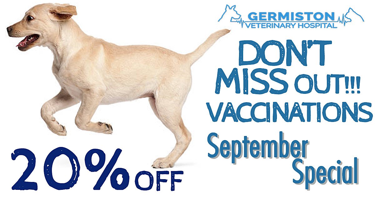 GermistonVet's tweet photo. Prevention is better than cure.
Germiston Vet September Special, 20 % off Vaccinations.
#PetVaccination #SeptemberSpecial #PetIllnessPrevention #Pets #PetFamily #Animals #AnimalHealth #GermistonVet https://t.co/sOcmWHEkhz