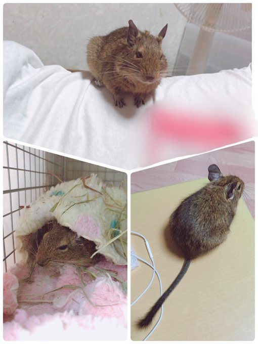 本宮佳奈さん の人気ツイート 4 Whotwi グラフィカルtwitter分析