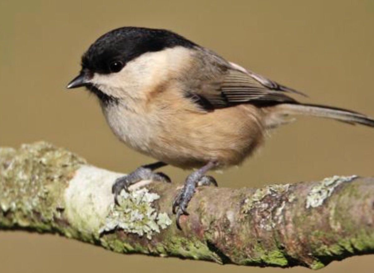 Darren Starkey (@darrenstarkey) on Twitter photo Still need Willow Tit for your year list? The feeders around the visitor centre at Fairburn Ings are a great place to look for one of the UK ‘s most threatened breeding birds. Despite 80% decline in last 50-years numbers are steady in the <a href="/RSPBAireValley/">RSPB Fairburn Ings and RSPB St Aidan’s</a> <a href="/NatureBftB/">Back from the Brink</a> Still need Willow Tit for your year list? The feeders around the visitor centre at Fairburn Ings are a great place to look for one of the UK ‘s most threatened breeding birds. Despite 80% decline in last 50-years numbers are steady in the <a href="/RSPBAireValley/">RSPB Fairburn Ings and RSPB St Aidan’s</a> <a href="/NatureBftB/">Back from the Brink</a>
