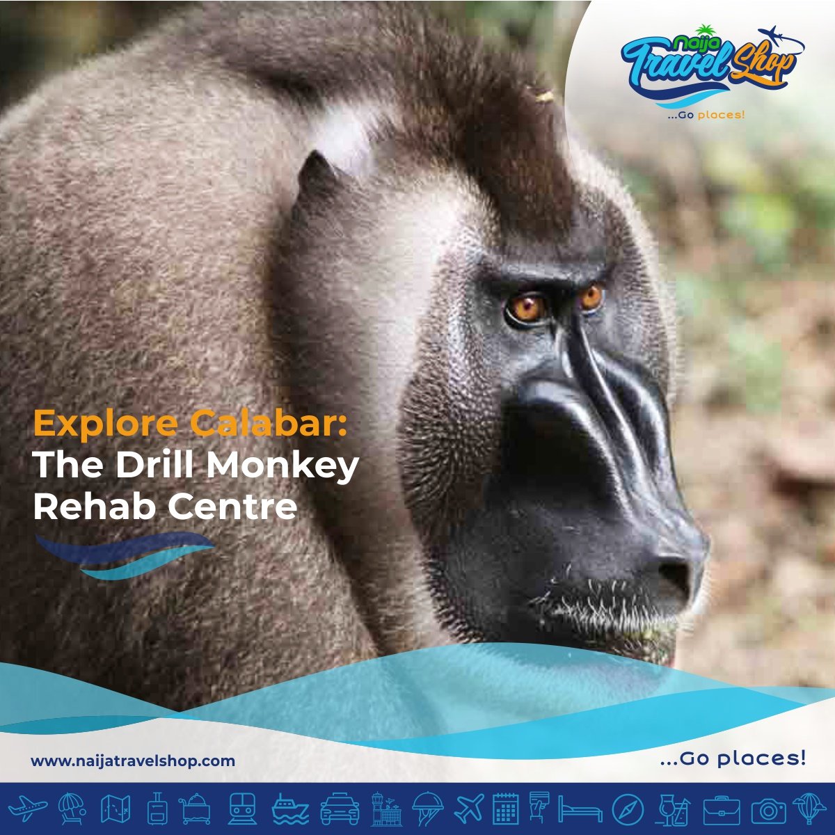 naijatravelshop's tweet photo. This rehab center is a home to about 28 Chimpanzees. These creatures are endangered and this intriguing center was set up to cater for such.
#explorenigeria #explorecalabar #naijatravelshop #goplaces #animal #wildlife #tropicalforest #animallover #nature #livefree #manmeetanimal https://t.co/trzmY35YOg
