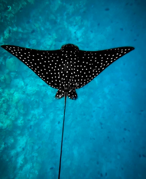 #eaglerays are magical. 🖤
.
.
.
.
.
📸 : ocean_child_mv

#OBLUHelengeli #Maldives #Travel #happyplace #Getaway #Destination #YourIslandParadise #Paradise #Indianocean #Explore #travelgoals #traveldiary #explorer #visualsoflife #resort #bliss #serenity #beach #lagoon #vacation