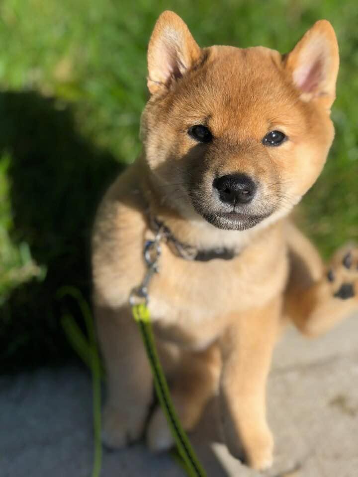 Hardhead13 On Twitter We Got A Puppy Had Cats Most Of My