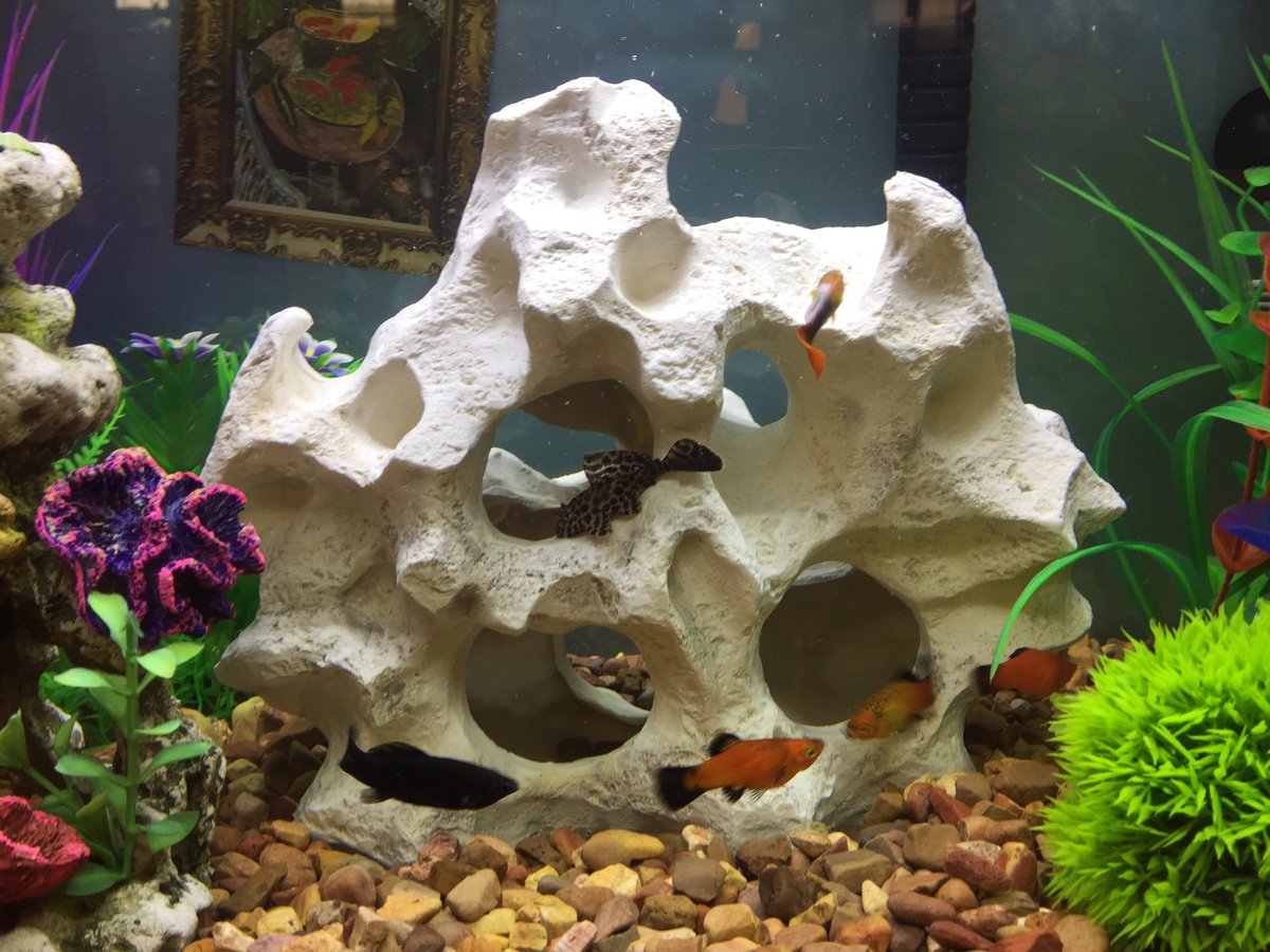 Our new friends in the Art Room. We love them! Can you guess what picture is hanging on their tank?