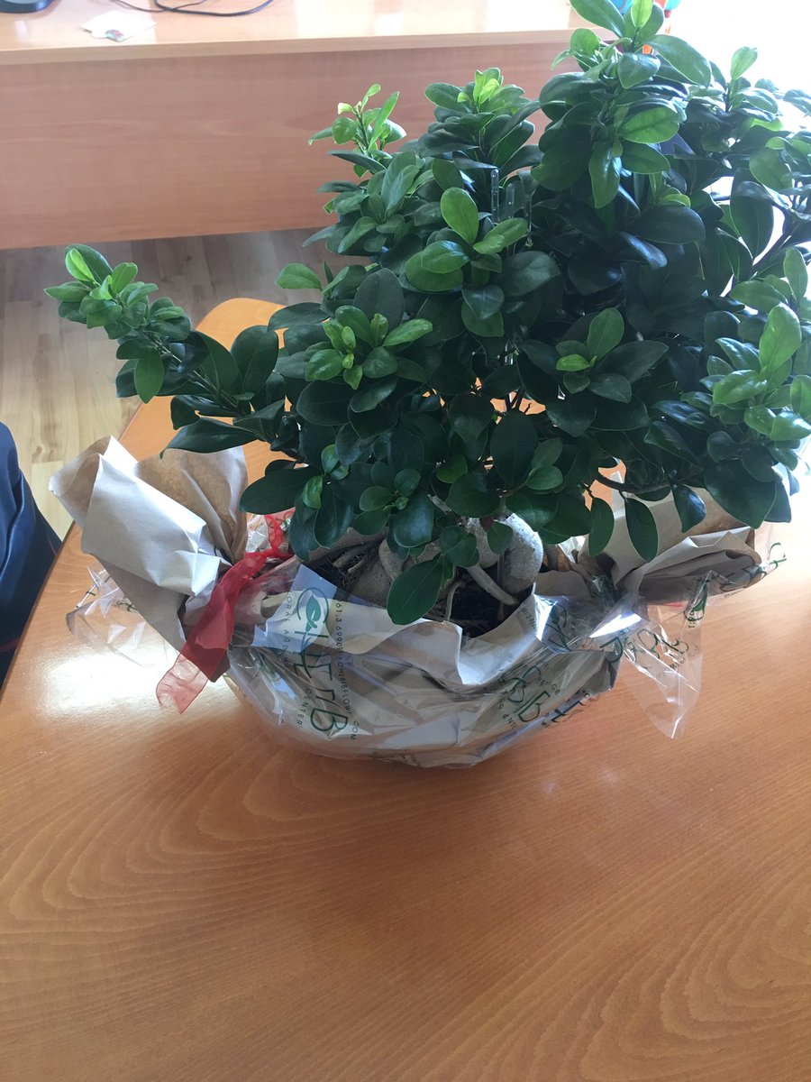 RamiShamma's tweet photo. I arrived yesterday to the office to find this lovely plant, with a thank you note from the Cash and Livelihood team.
Made my day and gave me a great boost for the week!
#Appreciation
#Gratitude
#WorkAtmosphere
#WorldVision #Lebanon https://t.co/UZ34zeBLD8