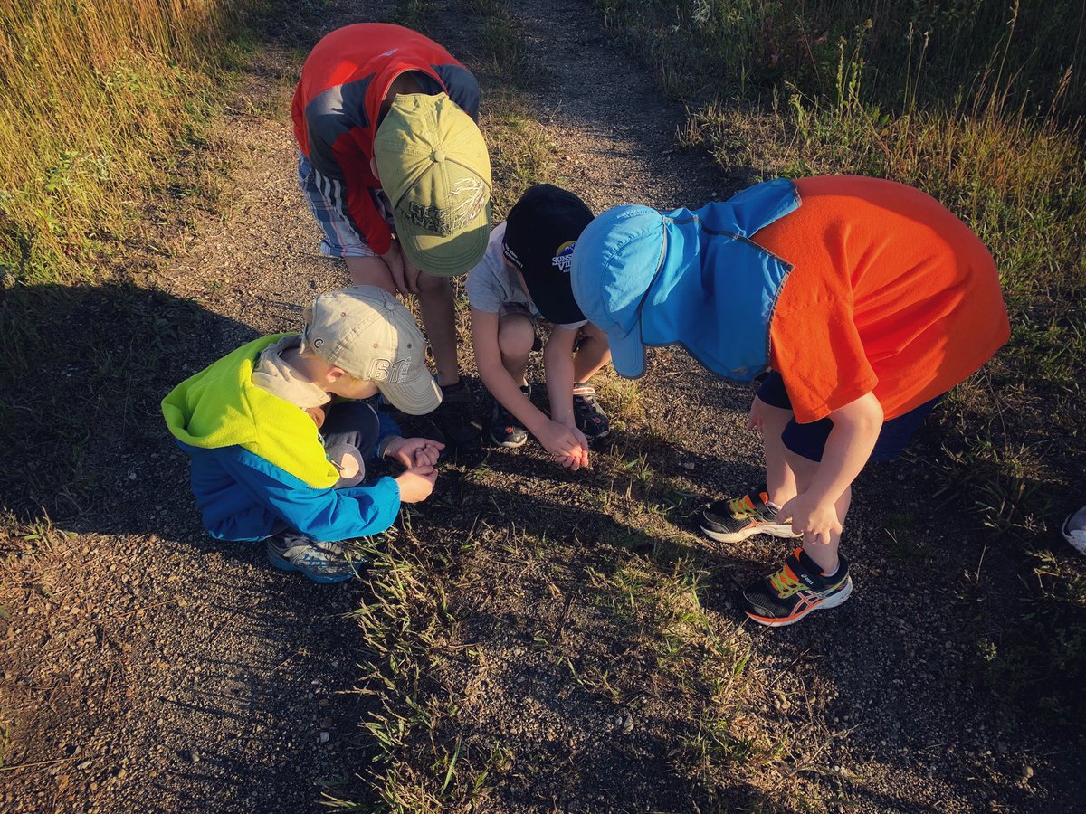 BrantArgyle's tweet photo. Folklore suggests that if the black stripes on each end of a Woolly Bear caterpillar are longer than the middle stripe, the winter will be harsh. If the center stripe is wide, the winter will be mild.
Excuse us while we measure the stripes on our Woolly Bears! https://t.co/hBdYM8X4zi