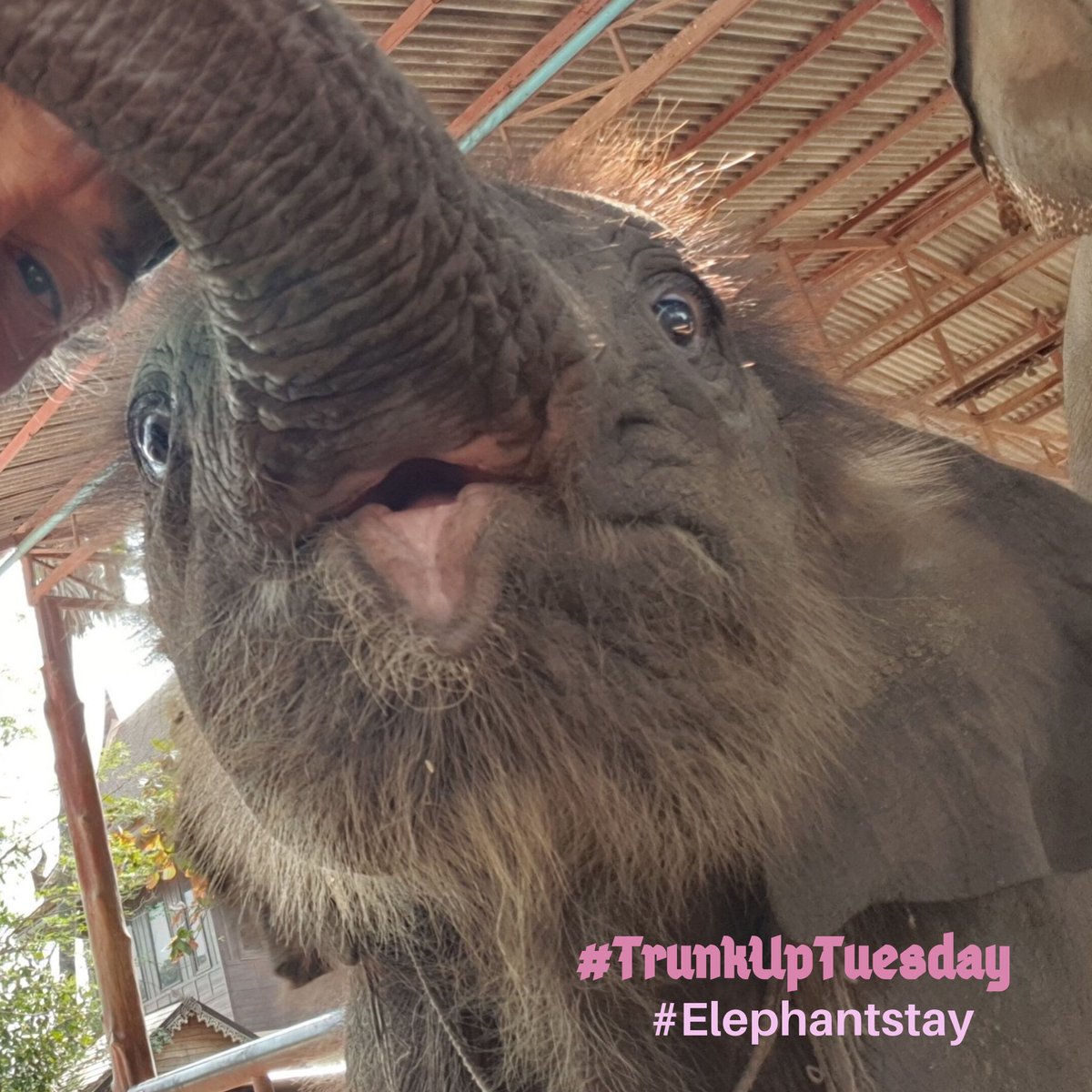 Elephantstay's tweet photo. Happy #TrunkUpTuesday!

#Elephant #animals #elephantstay https://t.co/18D9iSyZiv