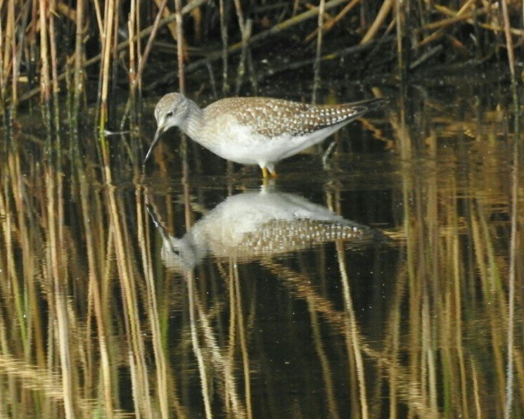 PhilNaylor2's tweet image. #LesserYellowlegs showing well today #GreatPool @TrescoIsland @ISBG_Scilly @Natures_Voice @RSPBSouthWest @RareBirdAlertUK @worldbirds32