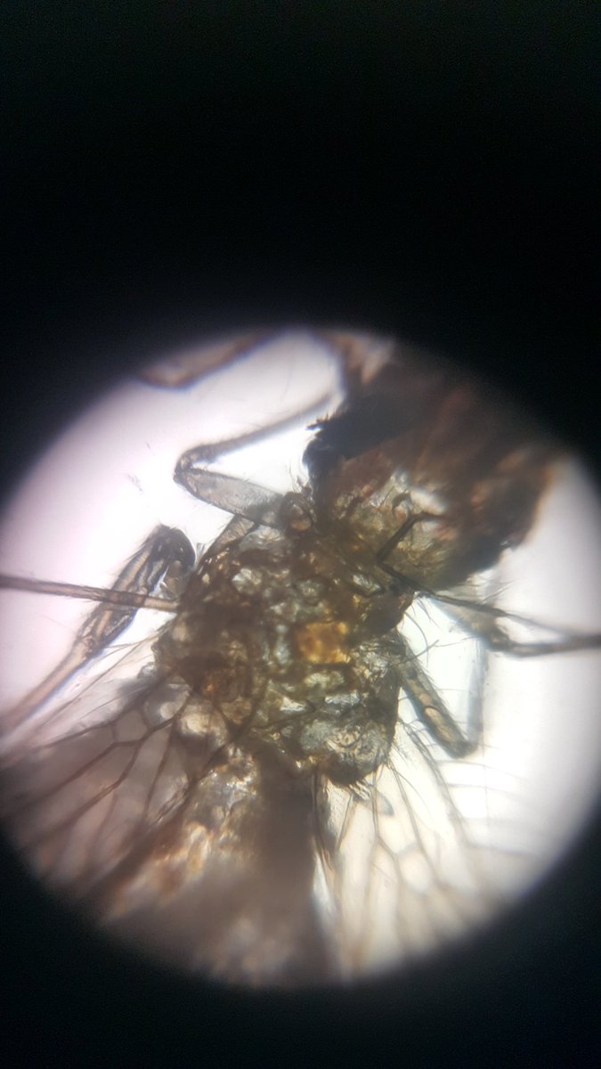 FoldscopeTr's tweet photo. TEKNOFESTTEYİZ...
#TEKNOFEST #teknofest2019 #foldscopeturkiye #micro #pollen #education #vsco #foldscope #shot #world #watch #video #nature #biyoloji #ogrenci #etkinlik #event #çiçek #nature #day #fenbilimleri #bilim #teknoloji #teamfoldscope #microcosmos https://t.co/2MTaw40ueZ