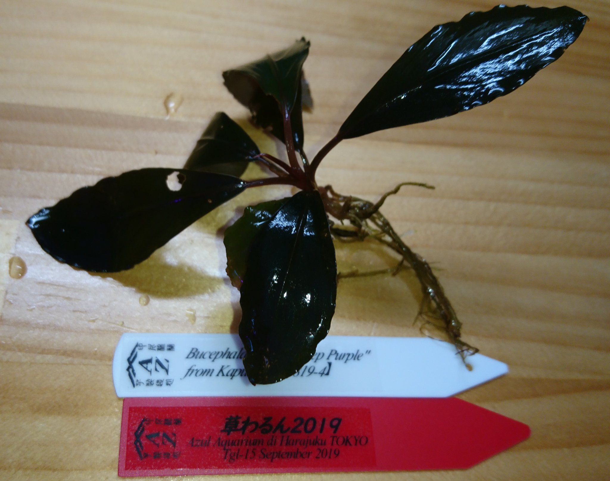 【AZ便】 ブセファランドラsp\"Deep Purple 【AZ0819-4】 Bucephalandra sp