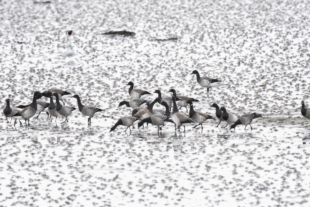 Lesley Barker tweet media