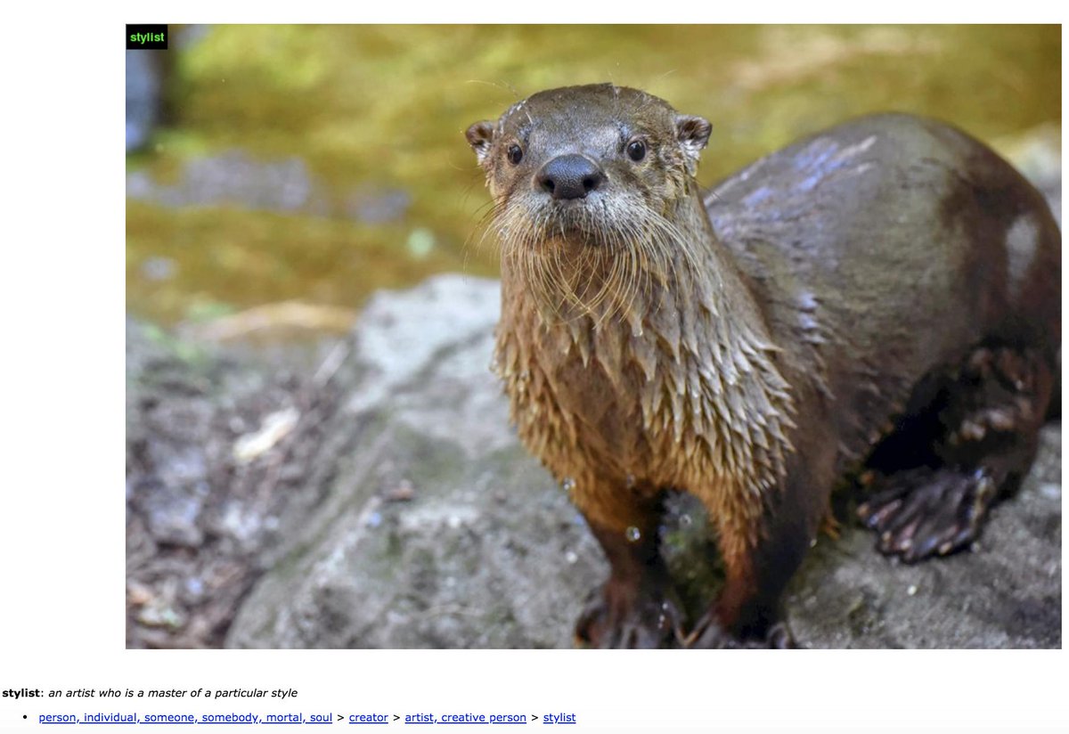 heloisetst's tweet image. Accurate 
#imagenetroulette