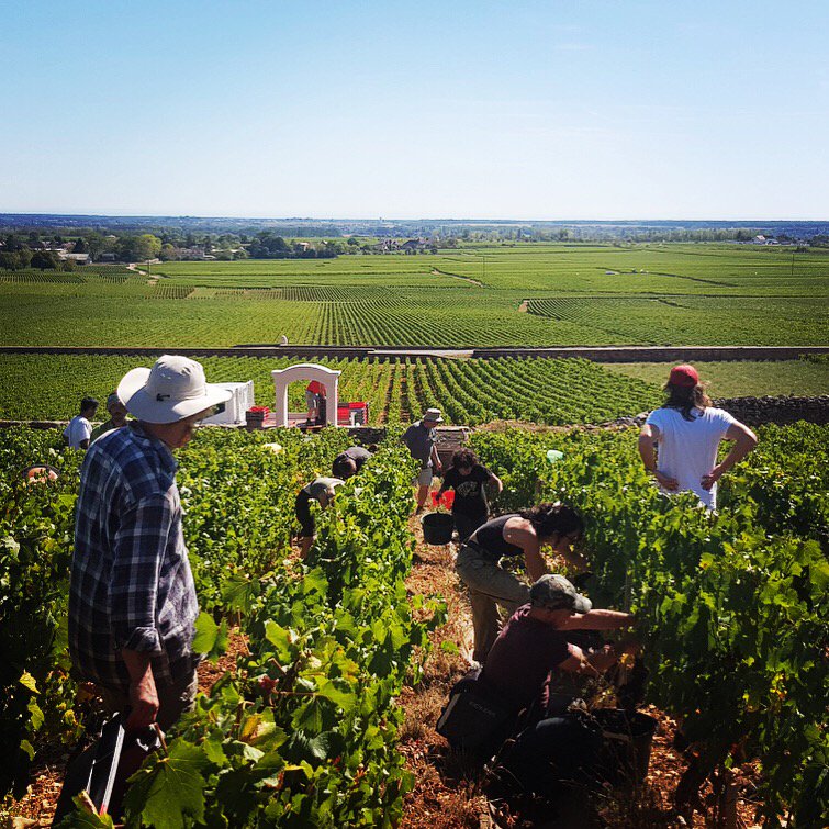 Harvesting Chevalier-Montrachet Grand Cru
#harvest19 #pulignymontrachet #vintage2019 #bourgogne #burgundy #vines #wine #whitewine #chardonnay #chevaliermontrachet #grandcru #finewine #vigneron

#olivierleflaive