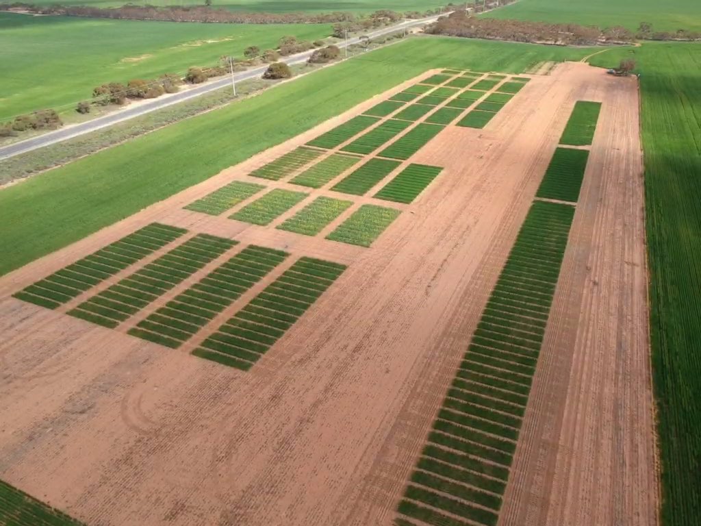Andrew McMahen (@andrewmcmahen) on Twitter photo All ready for a big day tomorrow @LMKManangOuyen Trial Site Field Day.
Landmark customers come along!! All ready for a big day tomorrow @LMKManangOuyen Trial Site Field Day.
Landmark customers come along!!