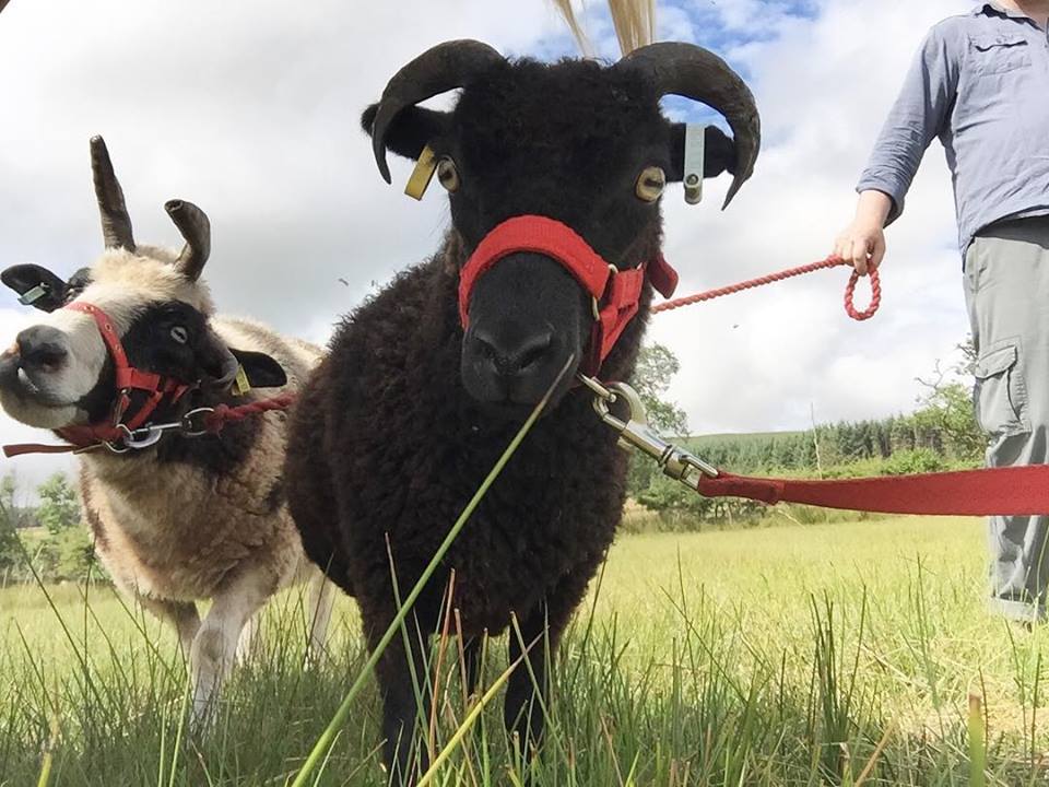 Jacob Sheep Trekking tweet media