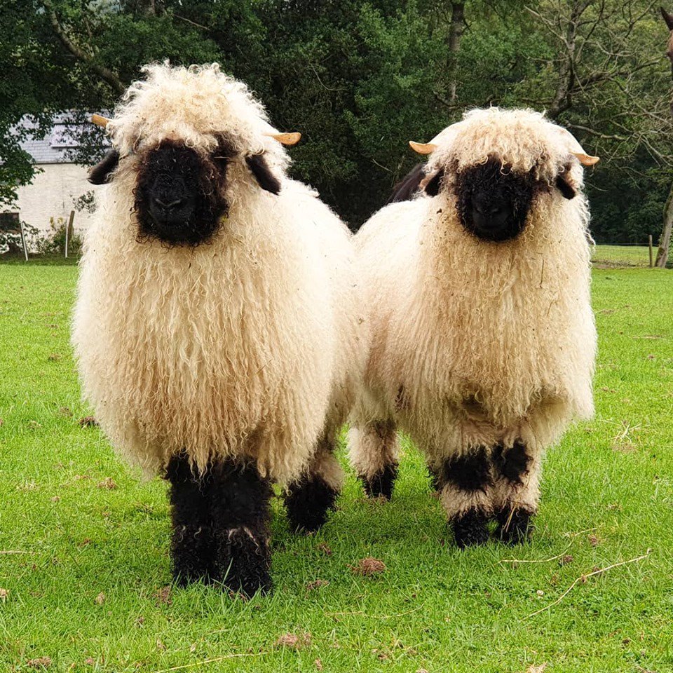 Jacob Sheep Trekking tweet media