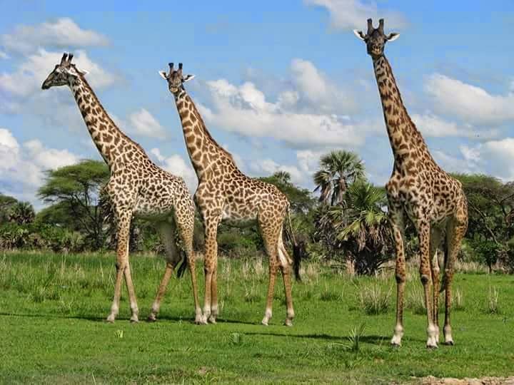 Astonishing, Talls and beautiful animals, what else excitement do someone need from the land of Katabi and Wamweru. <a href="/SerengetiParkTz/">Serengeti Tanzania</a> <a href="/tanzaniaparks/">Tanzania Parks</a>