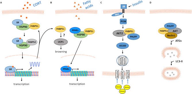 MolMetab's tweet photo. A new review that emphasizes knowledge gaps &amp; research opportunities needed to implement #FKBP51 as a drug target for #stress-related #obesity or #T2D.
#SAFit2 #adipogensis #glucose #diabetes
https://t.co/VoEx0iFU42 https://t.co/DycmUwCxoe