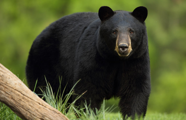 McConnellTransp's tweet photo. Make sure that you are fully awake while on the road.  I have seen one of these black bears crossing the THC close to the Grandfalls big Stop!! 
Lets all be safe today.. Like and share this with everyone!!
like and share
# Mcconnelltransport https://t.co/KLYUik5u7f