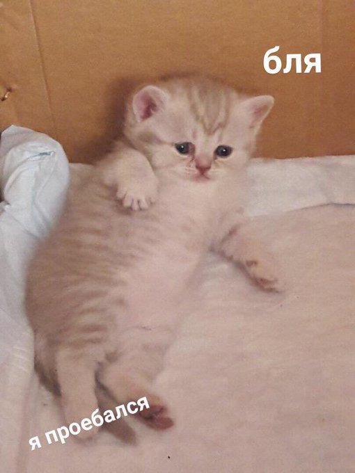 EEqnqRvWkAEpYnc?format=jpg&name=small