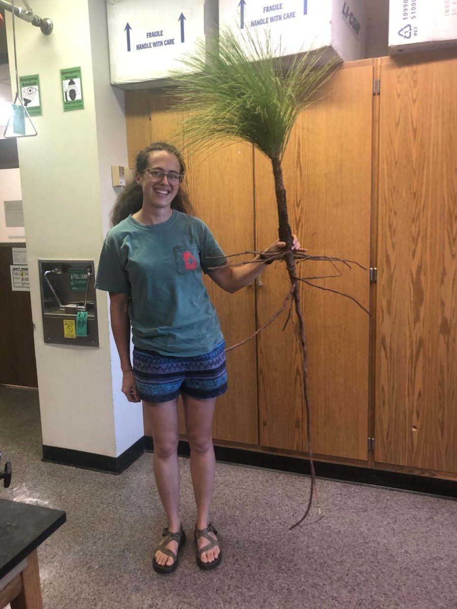 UGATreePhysLab's tweet photo. Monica and the great folks in the Brantley lab at Ichauway dug up some seedlings yesterday morning: check out this taproot! Monica's hand is where the soil level was and they think there was more taproot yet #longleaf #rocketstage #taproot #quartzipsamments #puresand #treephys https://t.co/xs0NEK0o2n