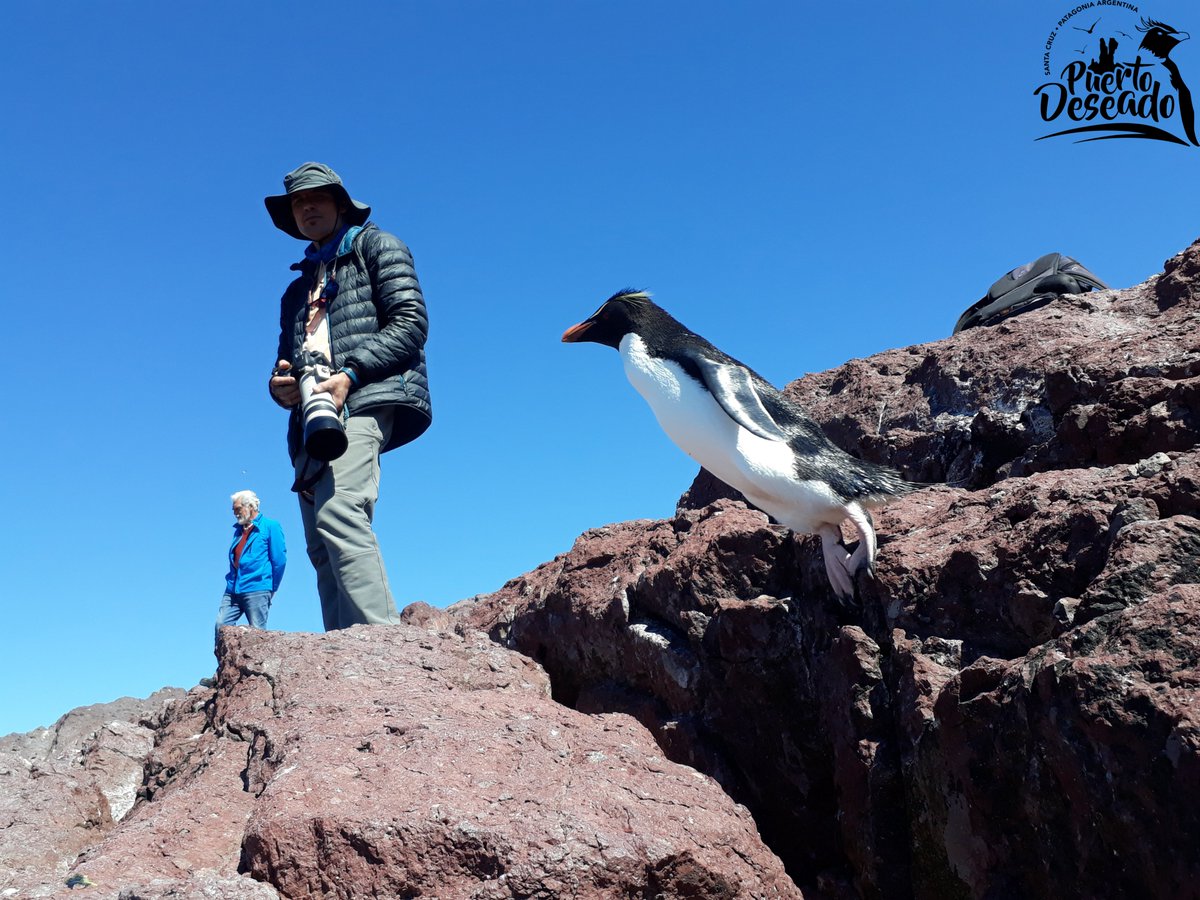 La temporada está cada vez más cerca en #PuertoDeseado! Cuántos quieren visitar #IslaPingüino?😍 #VivíSentíDisfrutá #turismo #fauna #biodiversidad #Patagonia #Argentina
