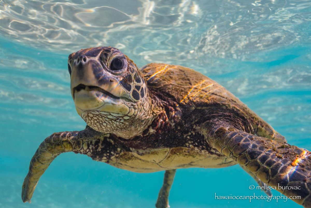 m3lissab33's tweet photo. Happy #turtletuesday from this cute baby #honu. 

Get this turtle for your wall in any size in a matted photo, canvas or metal print!

https://t.co/MlaJycBxEJ

#turtle #hawaii #underwaterphotography https://t.co/sgzR5SXC6W