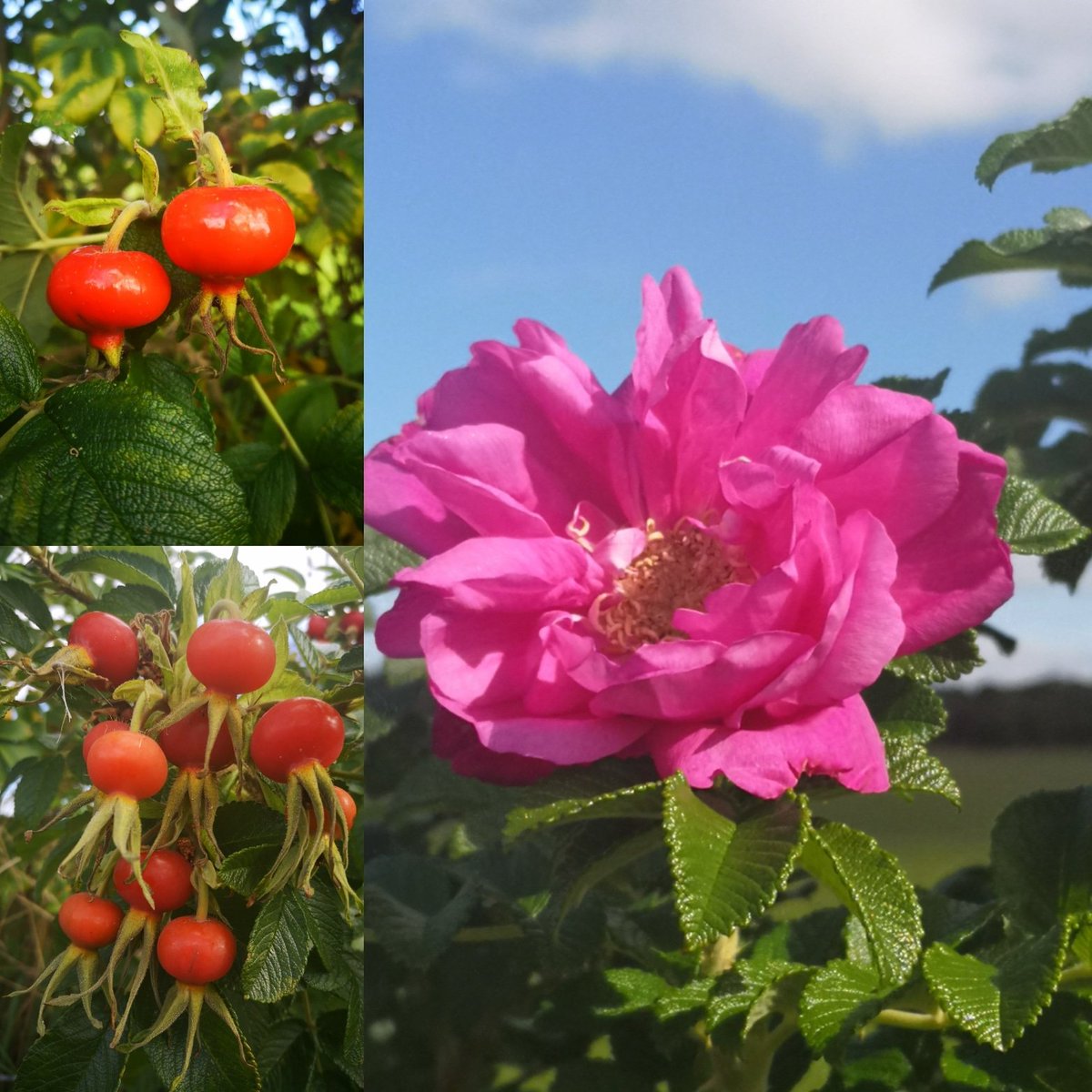 Hips and Blooms🌸!  We love our edible landscape and welcome the arrival of our juicy Rosa Ragosa hips. They're larger than our native variety giving you more fruit for your work and  ideal for making jams ,syrups and leathers. Another great plus is  they're rich in Vit C too!