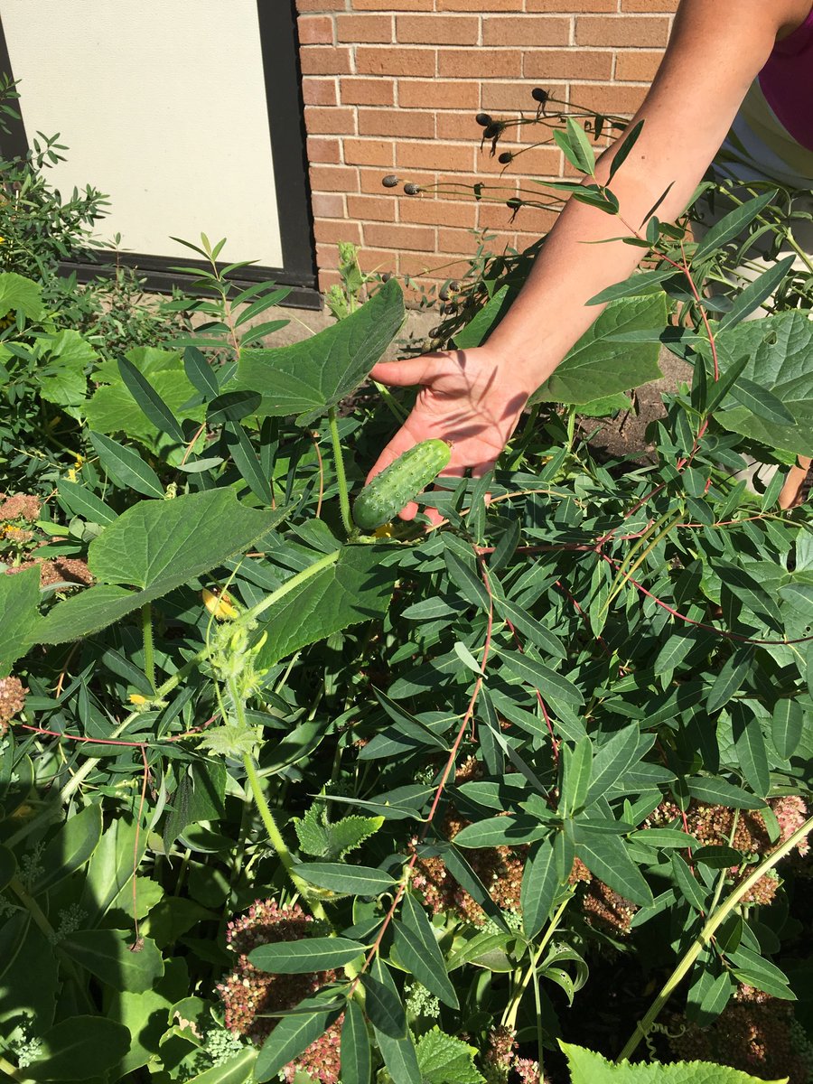 The mystery is solved!  We have an accidental cucumber vine growing in our Pollinator garden! ⁦<a href="/D45YorkCenter/">York Center School</a>⁩ ⁦@ScarceEcoEd⁩
