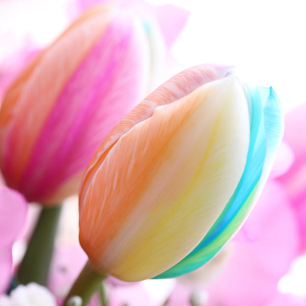 世界の花図鑑さん の人気ツイート 4 Whotwi グラフィカルtwitter分析 世界の花図鑑さん の人気ツイート 4 Whotwi グラフィカルtwitter分析