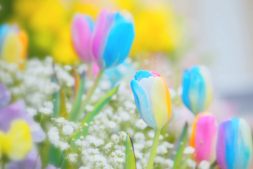 Popular Tweets Of 世界の花図鑑 4 Whotwi Graphical Twitter Analysis Popular Tweets Of 世界の花図鑑 4 Whotwi Graphical Twitter Analysis