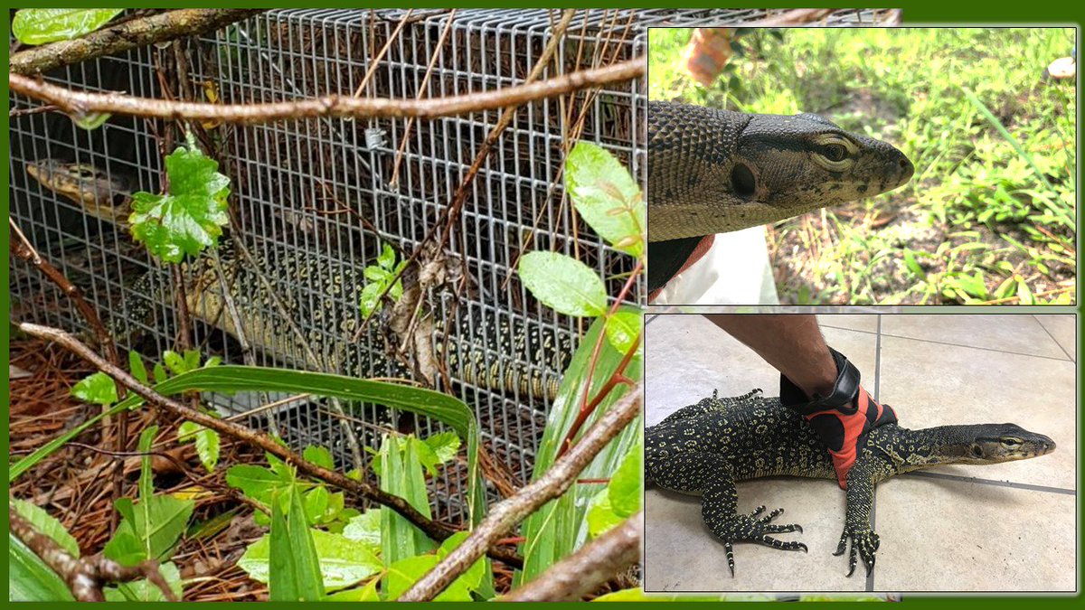 MyFWC's tweet photo. When a concerned citizen reported a #nonnative Asian water monitor #lizard in the area, our team was able to quickly capture & remove it! Story: https://t.co/tfSHPguct7 #Florida #HereLizardLizard #IveGot1 https://t.co/GYbjZJLhfj