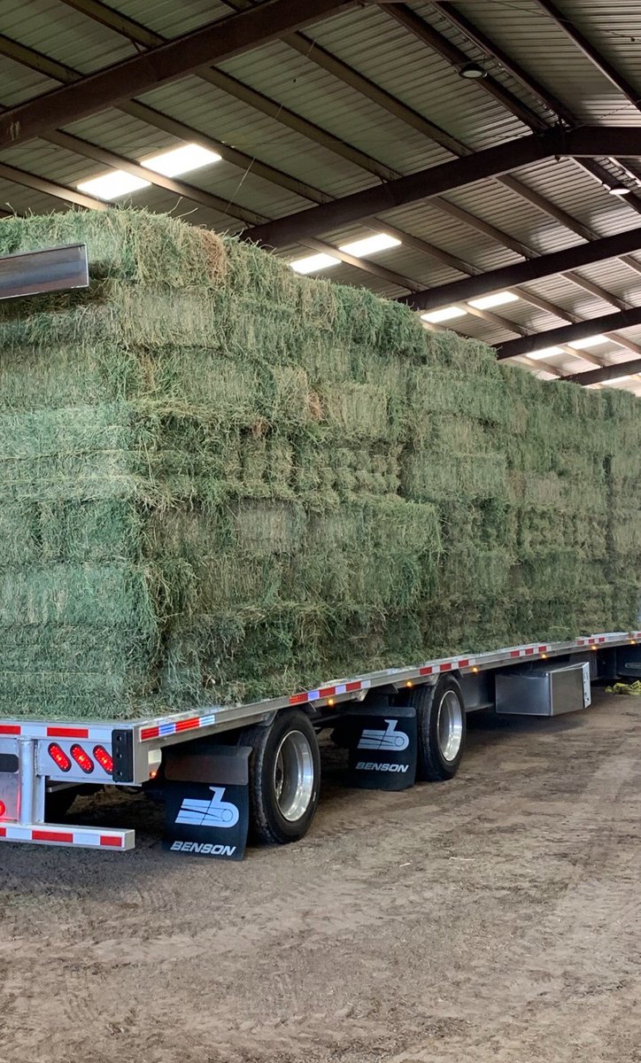 shortysmidland's tweet photo. Get ready! Fresh, square bales of alfalfa bales rollin in soon!
#shortysrentalandfeed #midlandtx #odessatx #alfalfa #hay #squarebales #getready https://t.co/QA6TAAX6DF