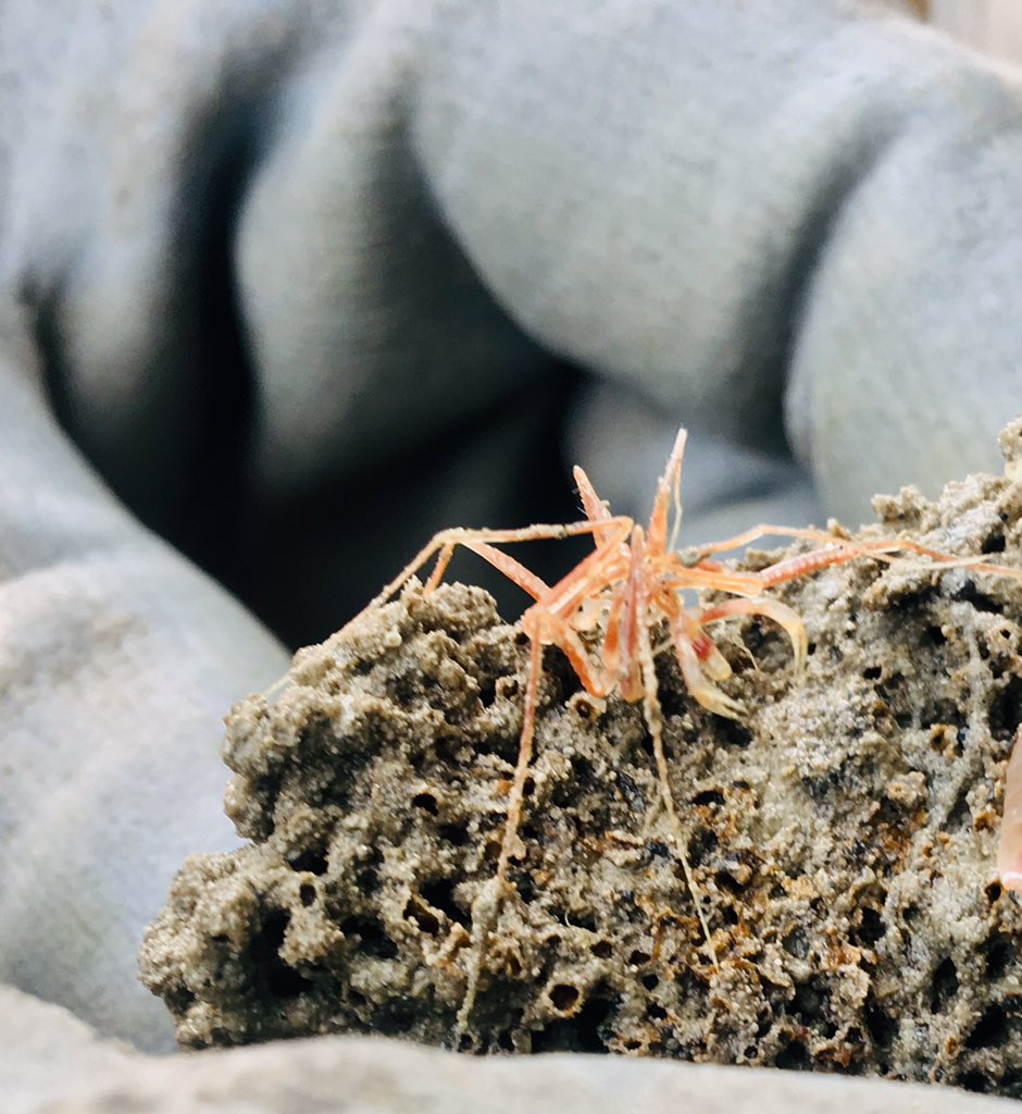 Cute little #seaspider chill’n on top of a #xenophyophore #darwinmounds #RRSDiscovery #boxcore @CLASS_UKRI @JNCC_UK @GeosciencesEd @eu_atlas @HayleyHinchen