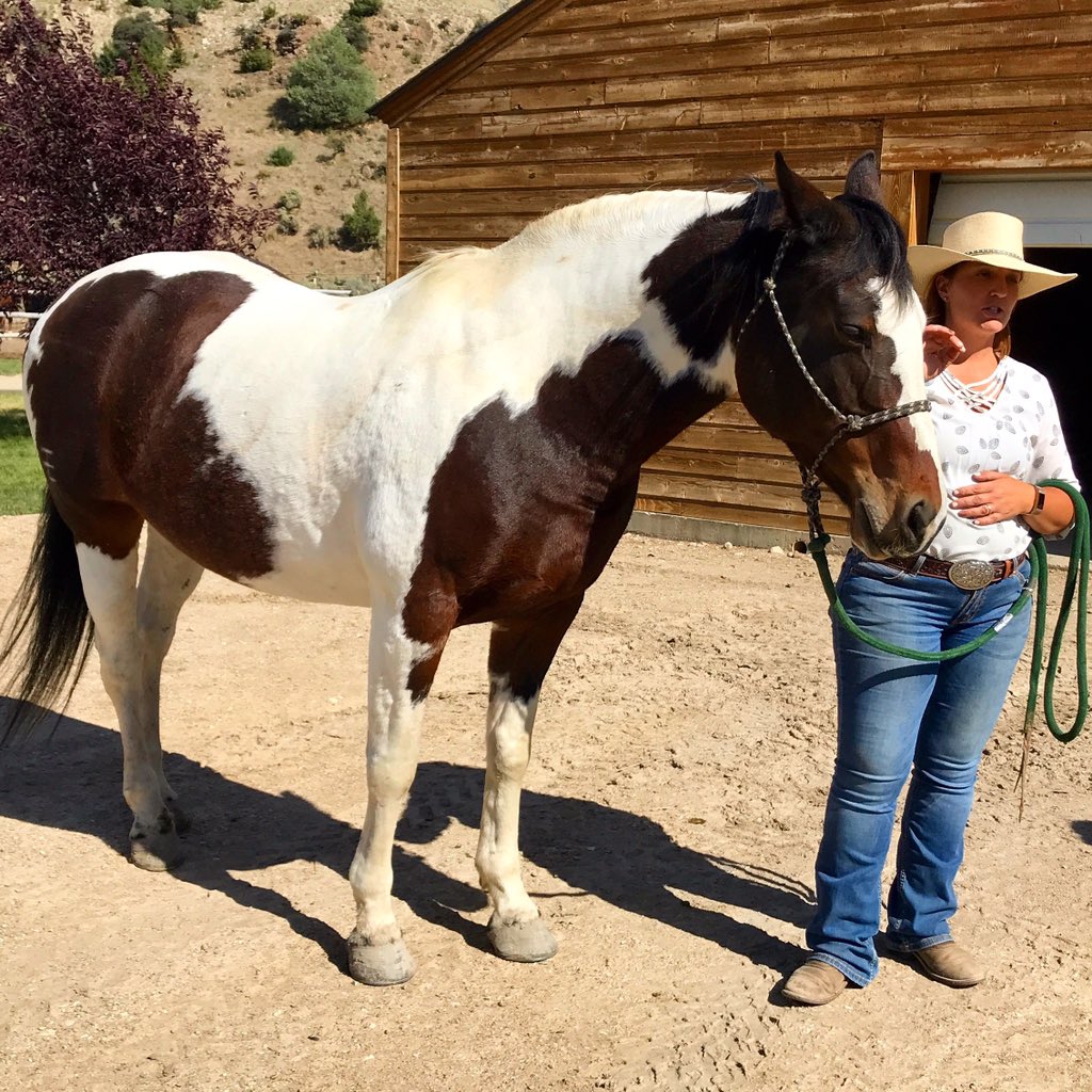 We spent a wonderful day with Upper Canyon Outfitters yesterday. Cassie provided some insight into the thinking of horses.This beauty is Annie Oakley.                   We had a wonderful ride in the Greenhorn range in southwest MT. #montanamoment #alder #southwestmontana #travel