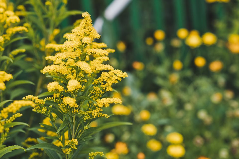 Goldenrod is a lovely traditional border plant 💛

#flowers #borderplant #plants #nature