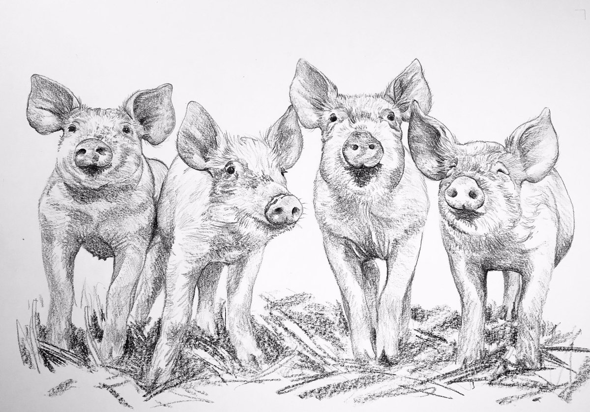 #Day58 #100DrawingsIn100Days for #TheYanaProject @yanafarming #MentalHealth #Weaned #Piglets being very inquisitive at #BlythburghFreeRangePork #Blythburgh #Pigs #Farmland #Suffolk #Norfolk #Countryside #Drawing #Art #Challenge