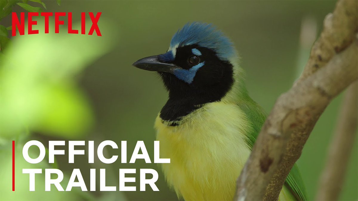 ArcticWCS's tweet photo. "Birds bring people together." Excited to see this new movie about working together to conserve migratory birds across borders #conservationoptimism #scienceacrossborders https://t.co/06Y1eRPPJm https://t.co/B86xie79Mo