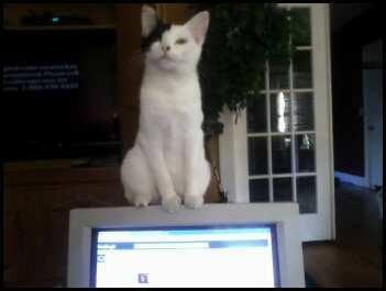 NewzProducer's tweet photo. @CFAORG Rare cat for sure! Just like the #Japanesebobtail stolen from my house by a pet-sitter and then later transported by a #CFAORG and #TicaCats member. $5k reward for return of #Meiko @petsarefound @HumaneSociety @FWAnimalControl @fortworthpd https://t.co/mFKCXpcLd3