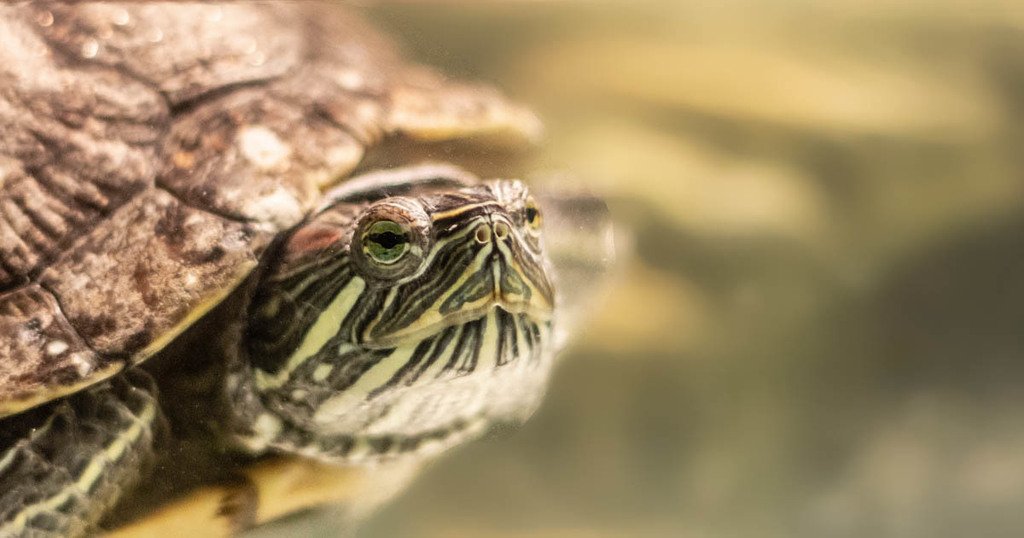 HISCdayton's tweet image. When you think about a great pet for an older adult, you might not consider a turtle. But these curious creatures could be a good fit. Discover other surprising pet companions for seniors. #PetsofHomeInstead #PetsandSeniors ift.tt/2Qi5Dgk