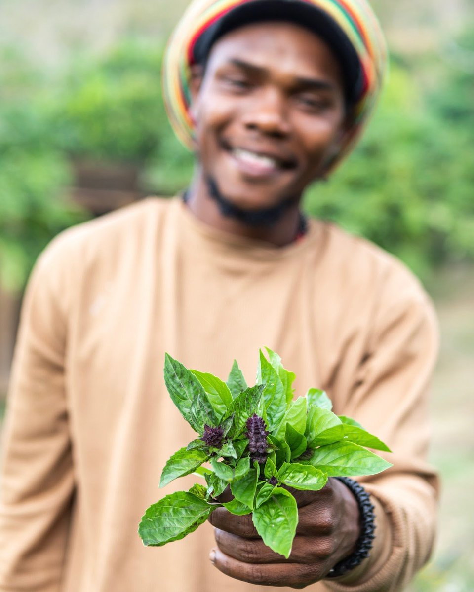 Jamal with some fresh basil from the organic orchard 👨‍🌾🧺 #orchardtotable