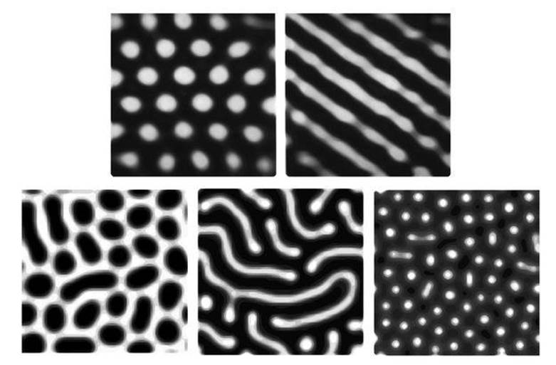 santiagoherrer_'s tweet image. Nature is just so amazing! #Turingpatterns 🦓
