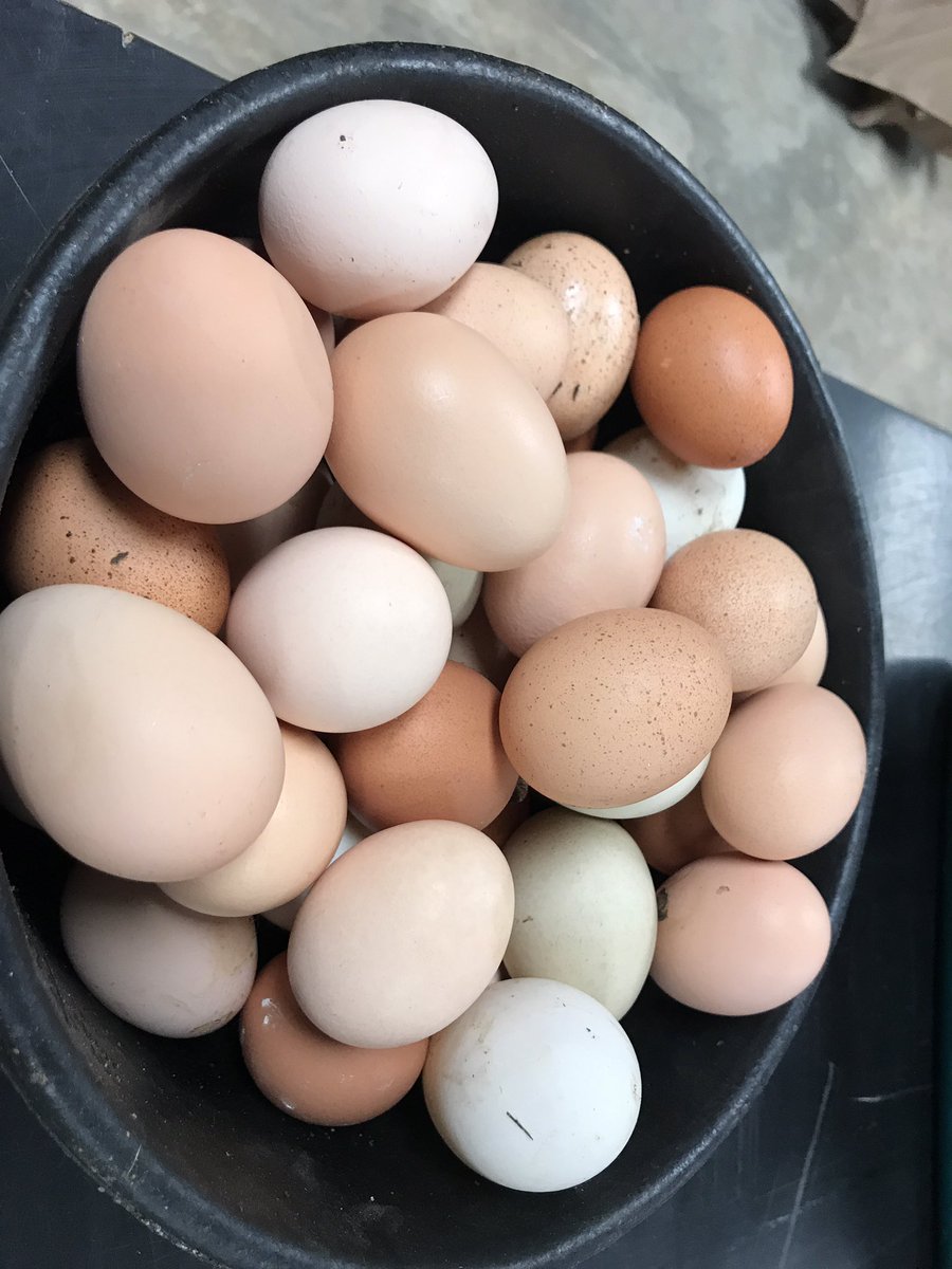 Red Birdy Digital tweet media