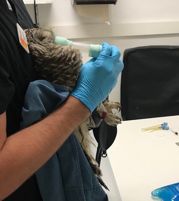 vet technician holds owl