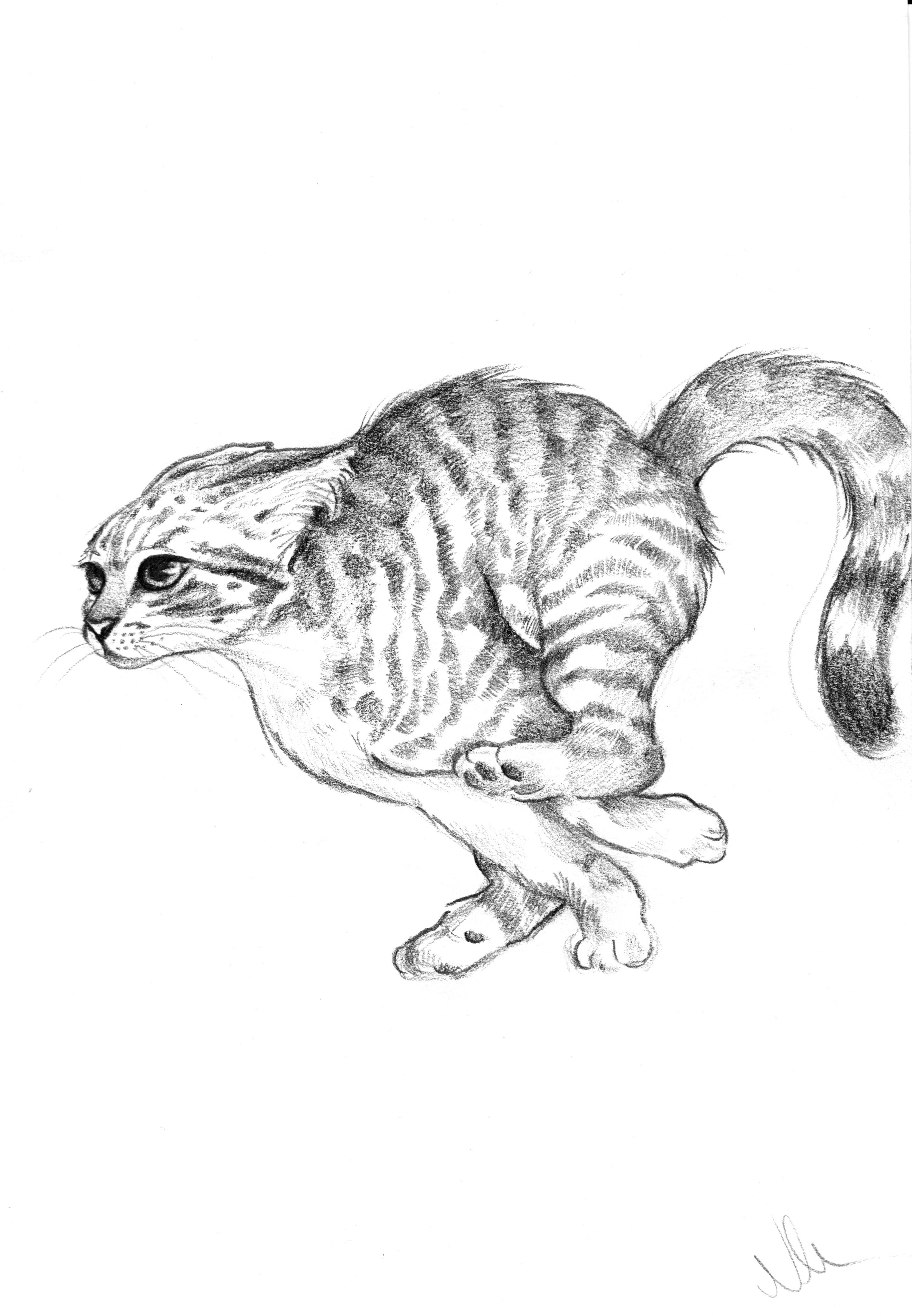 Бенгальская кошка карандашом