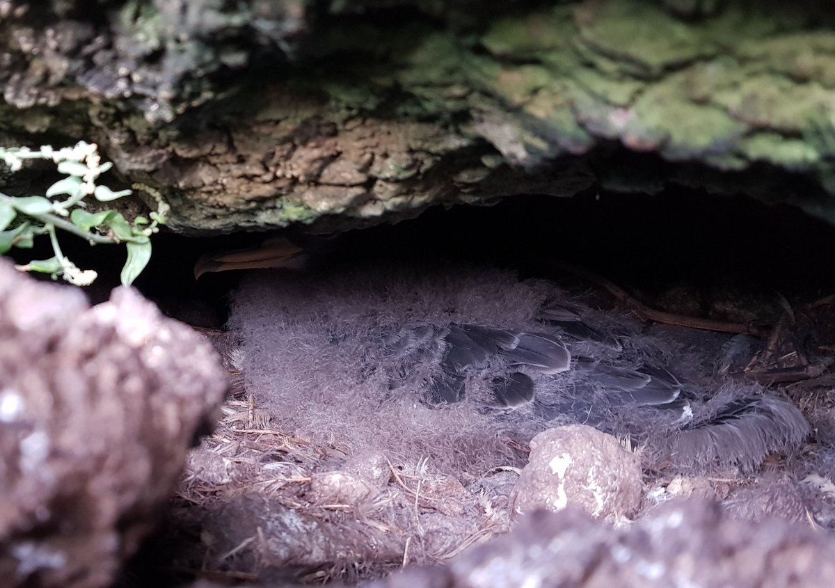 These 'cagarro' (Cory's Shearwater) which breed widely across the Azores have been keeping us entertained with their strange nocturnal calls. Can you spot the young bird in its burrow? #FieldCourseFortnight <a href="/UoEFieldAzores/">Azores Field Course</a> xeno-canto.org/492559