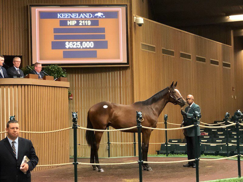 KatieRichFarms's tweet image. From an adorable foal into a handsome yearling! Thank you and congrats again to #TeamCasse! bloodhorse.com/horse-racing/a…

#DontMissYourChanceAtTheNextOne #6MoreToGo

#QualityRoad #KeeSept2019 #KatieRichFarms #FutureWinners #Yearlings