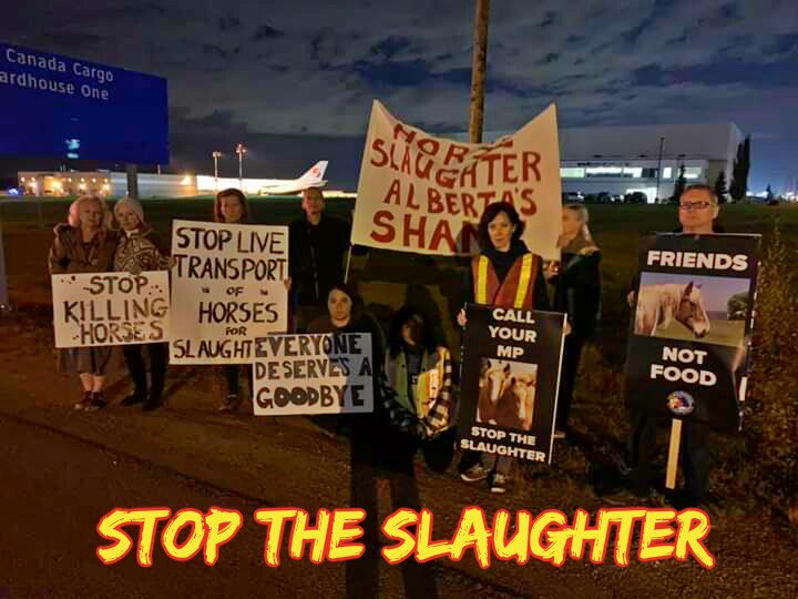 .<a href="/JustinTrudeau/">Justin Trudeau</a>  Canadians overwhelmingly support a ban on #HorseSlaughter &amp; to #BanLiveExport.  <a href="/Alberta_UCP/">United Conservative Party of Alberta</a>  <a href="/cdnpolinews/">CanadianPoliticsNews</a>   It is barbaric, it is inhumane, &amp; esp US HORSEMEAT IS TOXIC humanesociety.org/resources/fact…